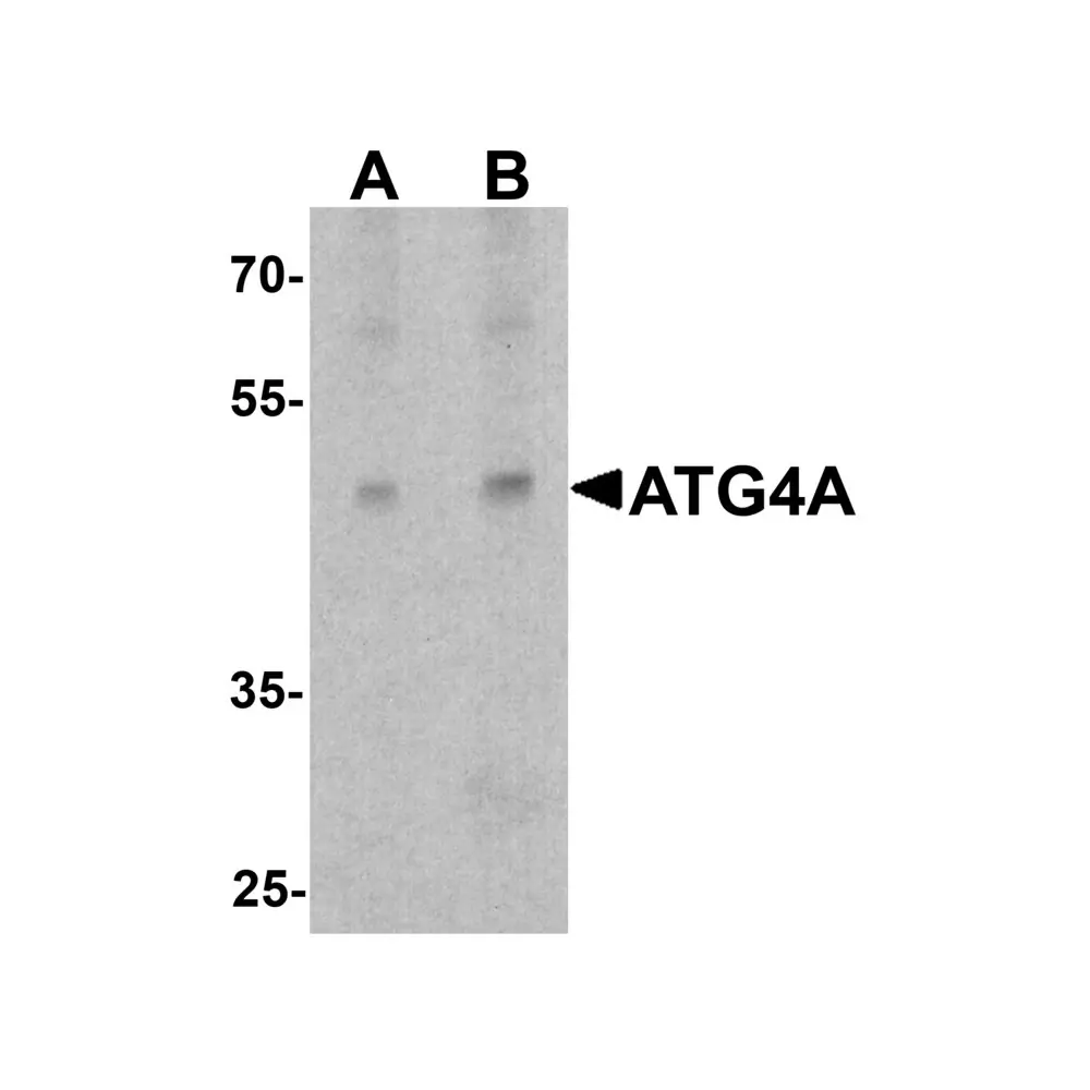 ProSci 8071 ATG4A Antibody, ProSci, 0.1 mg/Unit Primary Image