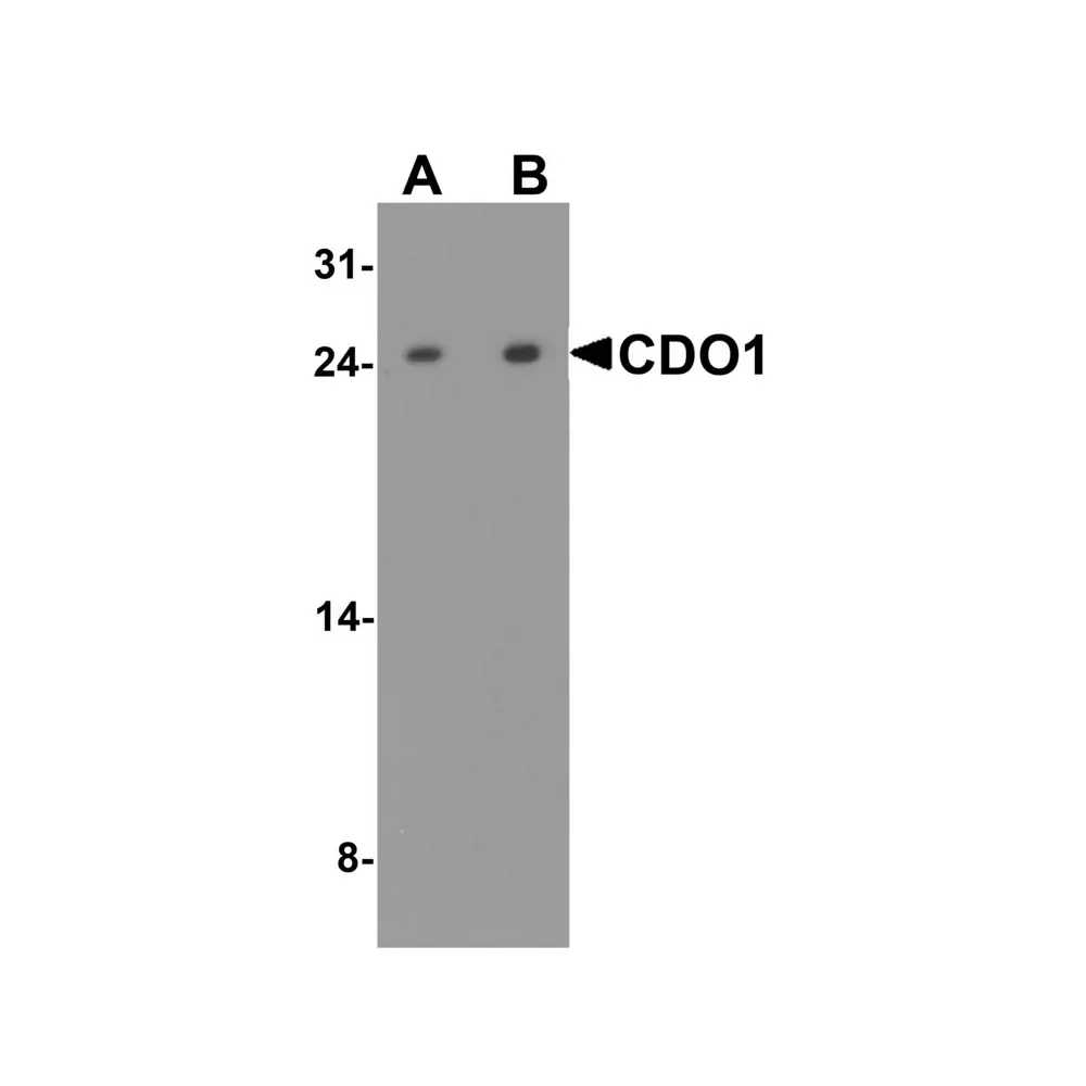 ProSci 8137_S CDO1 Antibody, ProSci, 0.02 mg/Unit Primary Image