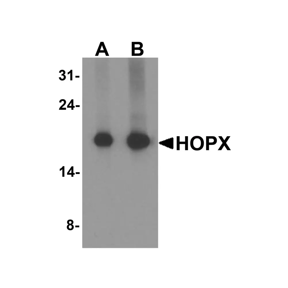 ProSci 8143 HOPX Antibody, ProSci, 0.1 mg/Unit Primary Image