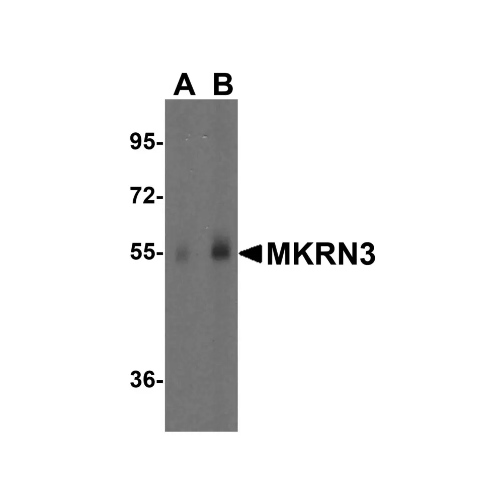 ProSci 8145 MKRN3 Antibody, ProSci, 0.1 mg/Unit Primary Image