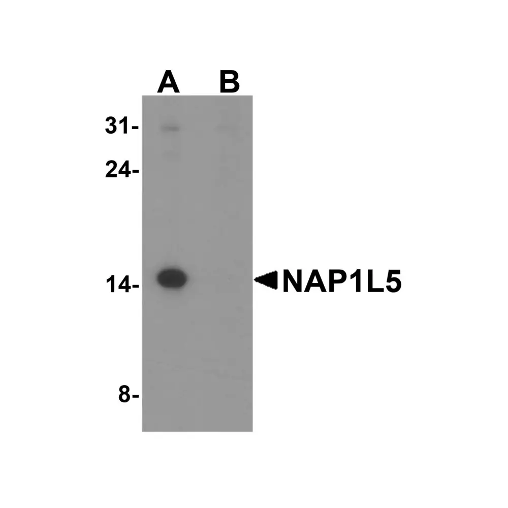 ProSci 8147 NAP1L5 Antibody, ProSci, 0.1 mg/Unit Primary Image
