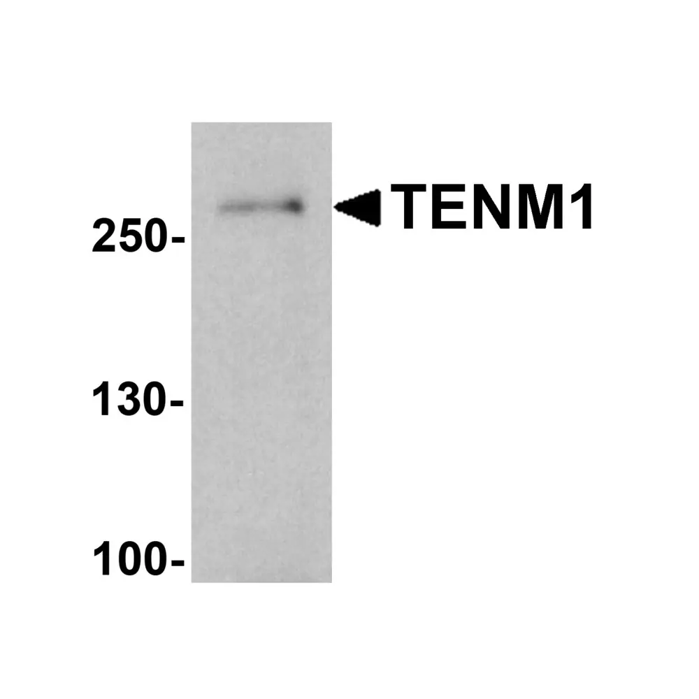 ProSci 8149 TENM1 Antibody, ProSci, 0.1 mg/Unit Primary Image