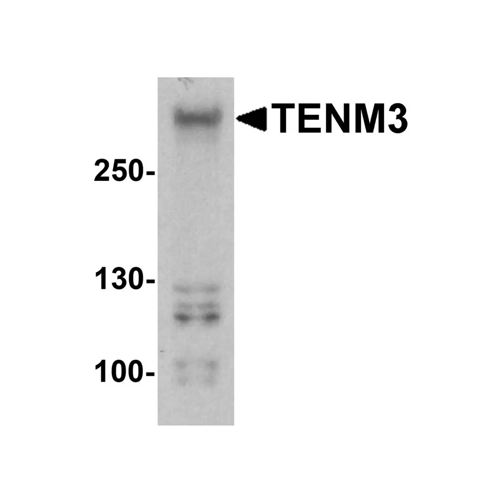 ProSci 8151 TENM3 Antibody, ProSci, 0.1 mg/Unit Primary Image