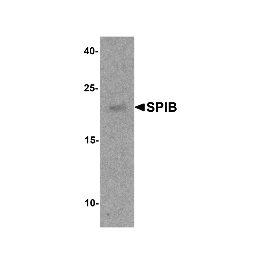 ProSci 8157 SPIB Antibody, ProSci, 0.1 mg/Unit Primary Image