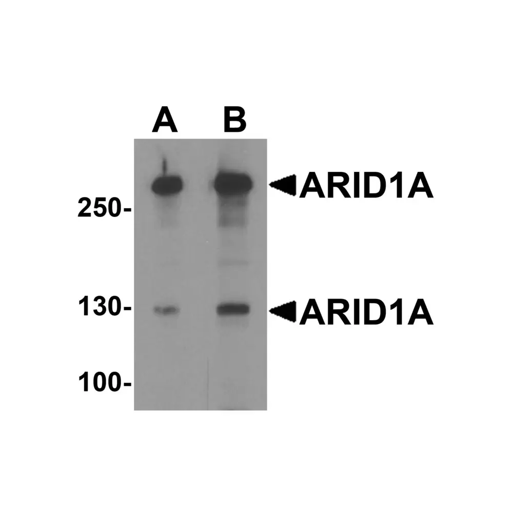 ProSci 8173 ARID1A Antibody, ProSci, 0.1 mg/Unit Primary Image