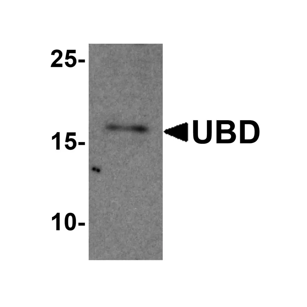 ProSci 8185 UBD Antibody, ProSci, 0.1 mg/Unit Primary Image