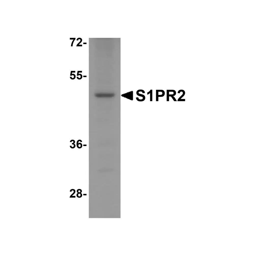 ProSci 8229 S1PR2 Antibody, ProSci, 0.1 mg/Unit Primary Image