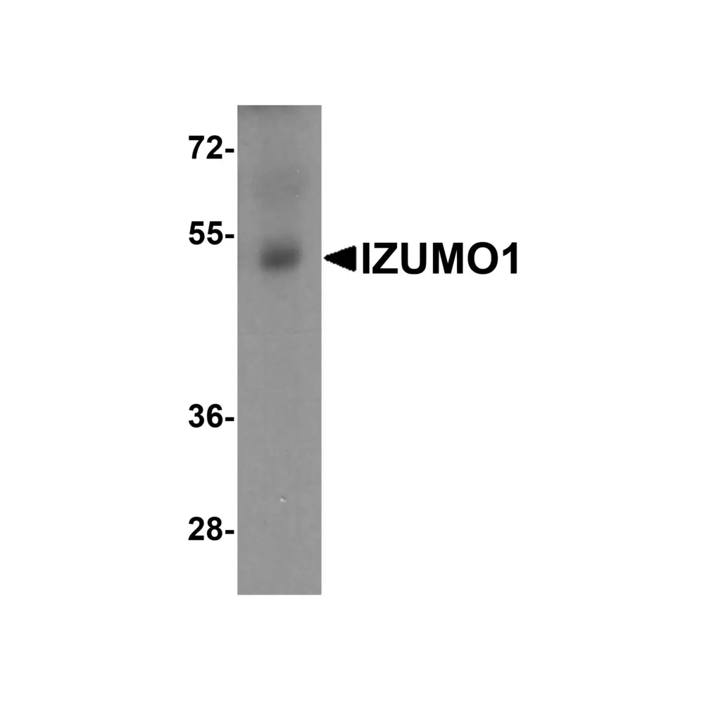 ProSci 8233 IZUMO1 Antibody, ProSci, 0.1 mg/Unit Primary Image