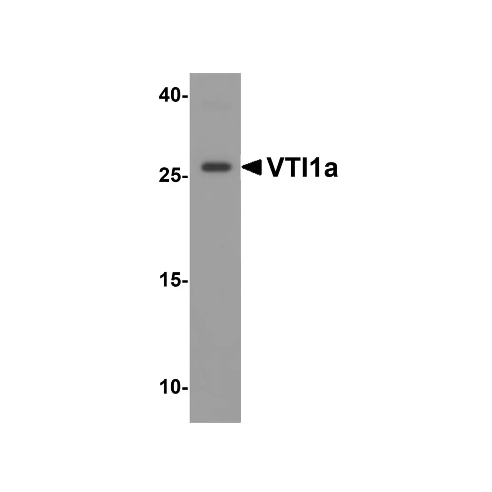 ProSci 8287_S VTI1a Antibody, ProSci, 0.02 mg/Unit Primary Image