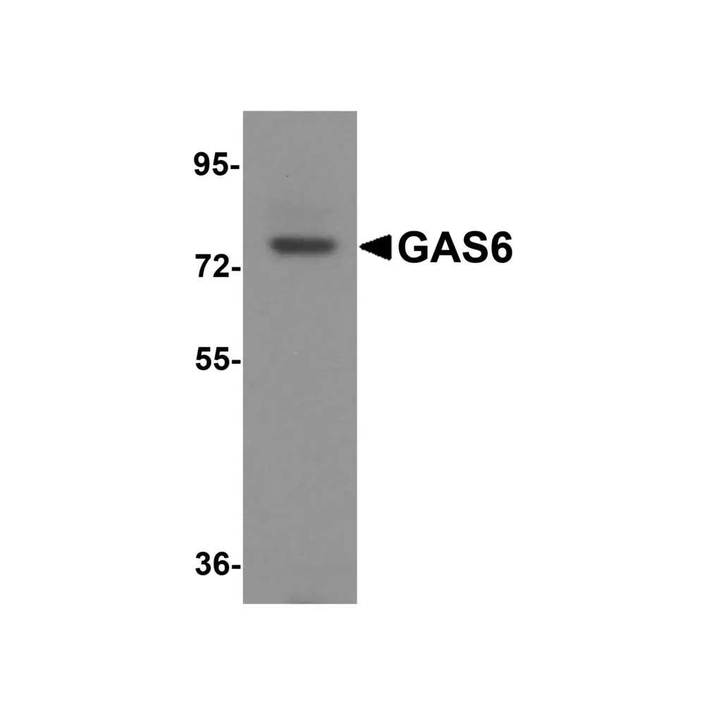 ProSci 8365 GAS6 Antibody, ProSci, 0.1 mg/Unit Primary Image
