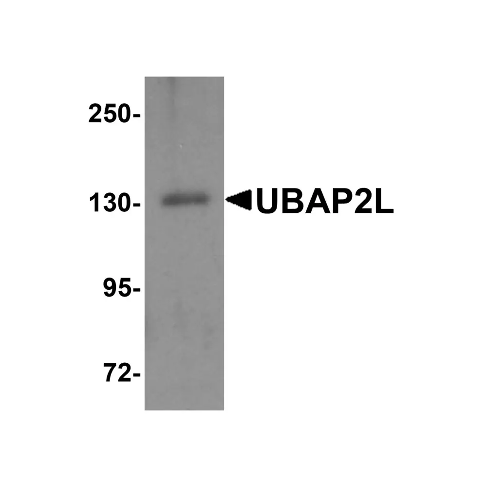 ProSci 8371 UBAP2L Antibody, ProSci, 0.1 mg/Unit Primary Image