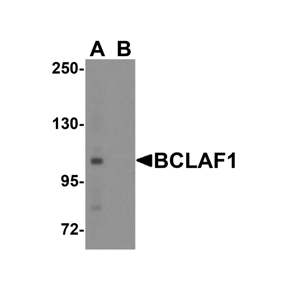 ProSci 8373 BCLAF1 Antibody, ProSci, 0.1 mg/Unit Primary Image