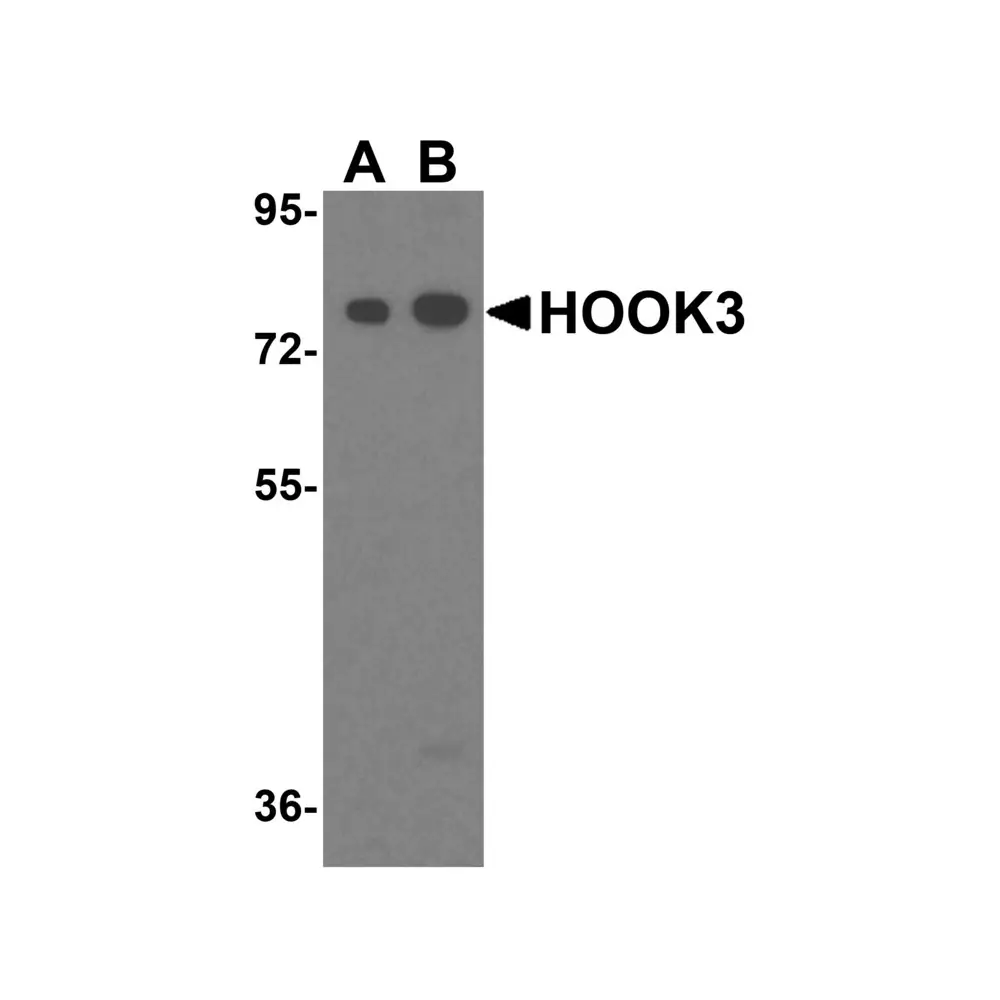 ProSci 8425 HOOK3 Antibody, ProSci, 0.1 mg/Unit Primary Image