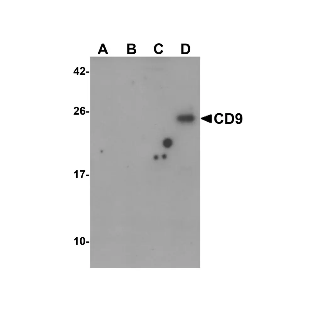ProSci 8531 CD9 Antibody, ProSci, 0.1 mg/Unit Primary Image