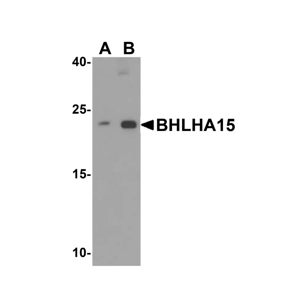 ProSci 8541_S BHLHA15 Antibody, ProSci, 0.02 mg/Unit Primary Image