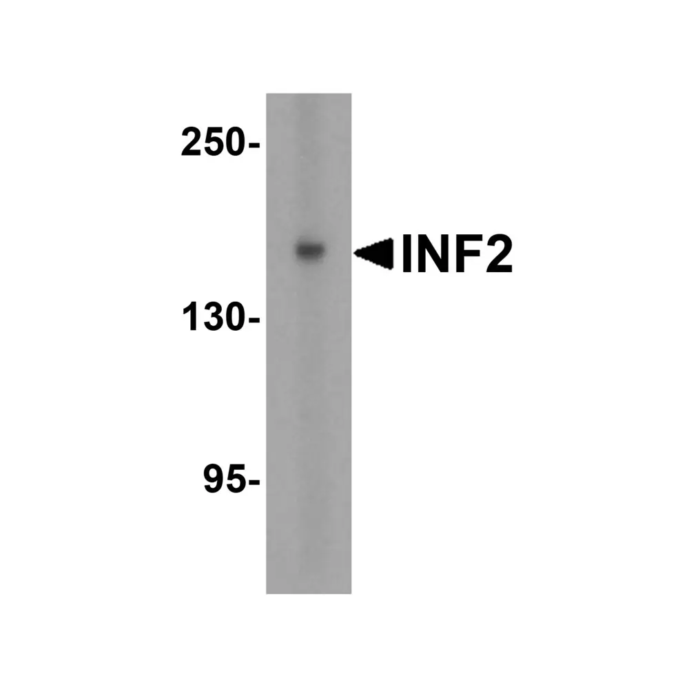 ProSci 8631_S INF2 Antibody, ProSci, 0.02 mg/Unit Primary Image