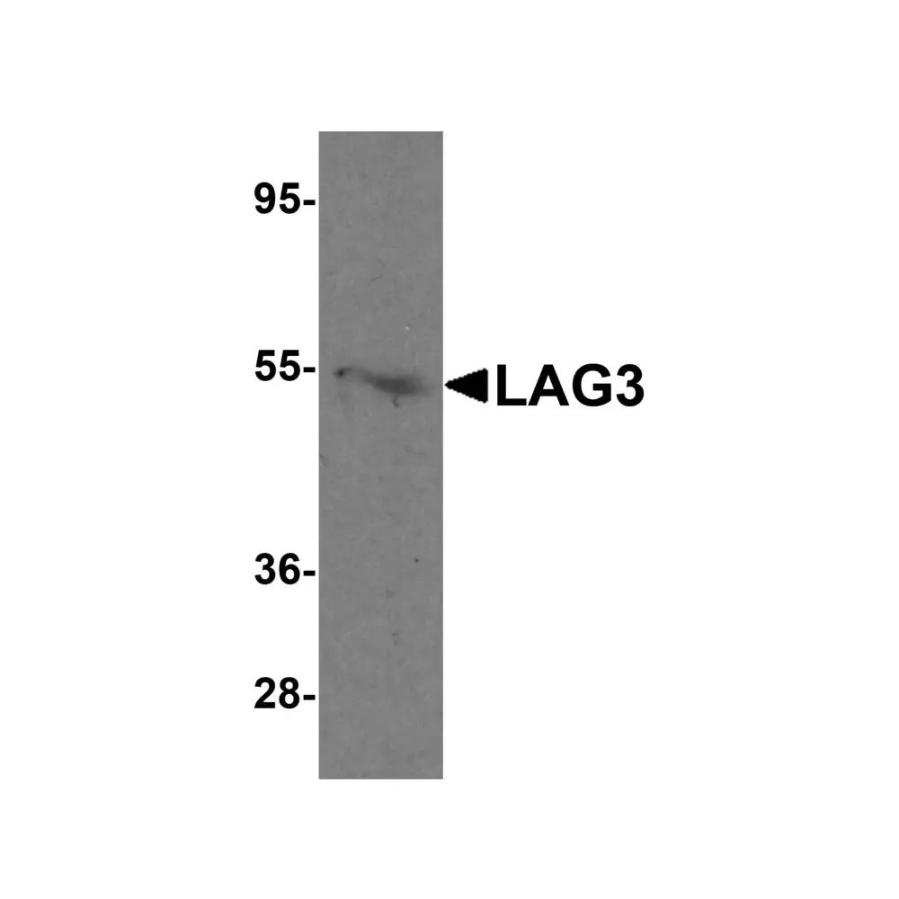 ProSci 8655 LAG3 Antibody, ProSci, 0.1 mg/Unit Primary Image