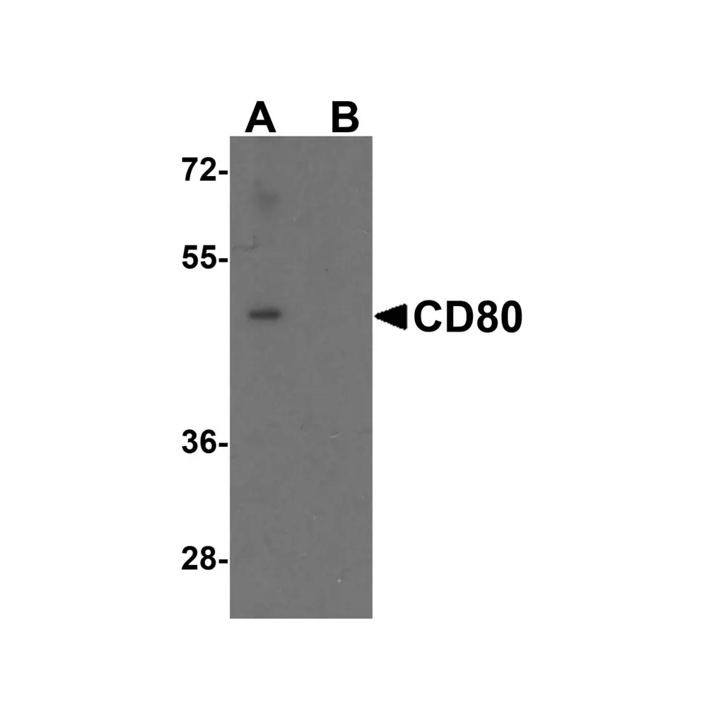 ProSci 8679 CD80 Antibody, ProSci, 0.1 mg/Unit Primary Image