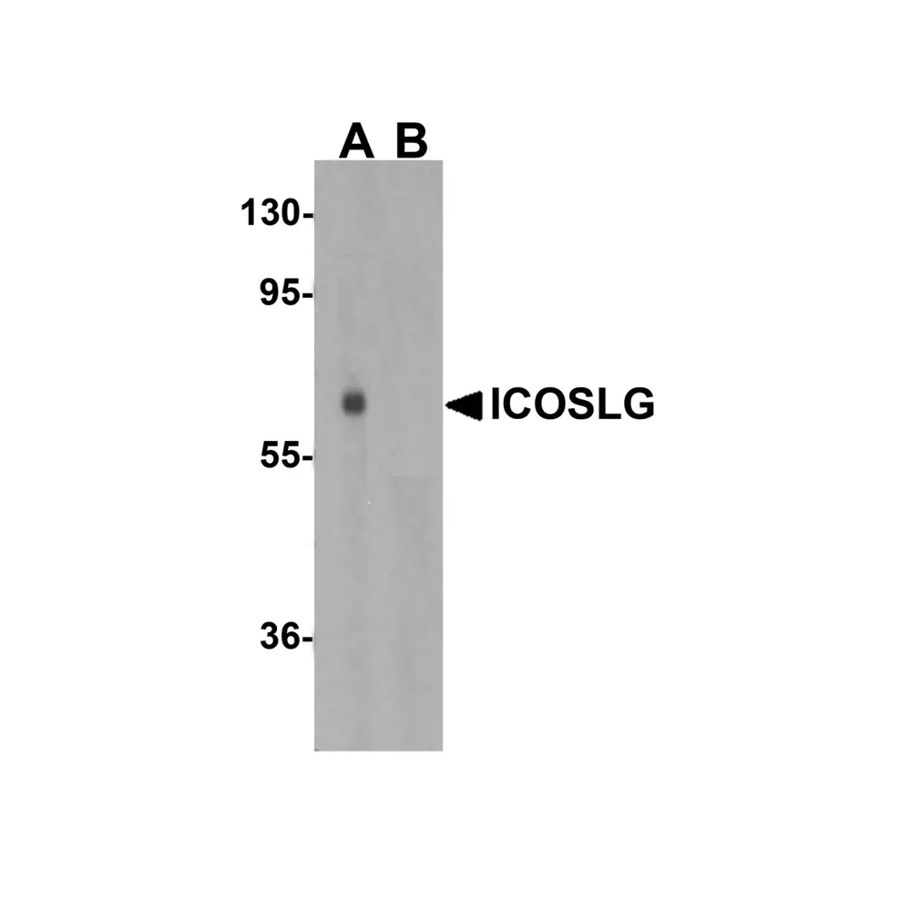 ProSci 8687 ICOSLG Antibody, ProSci, 0.1 mg/Unit Primary Image