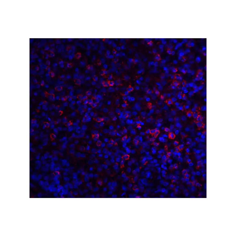 ProSci 6889_S ABCA7 Antibody, ProSci, 0.02 mg/Unit Senary Image