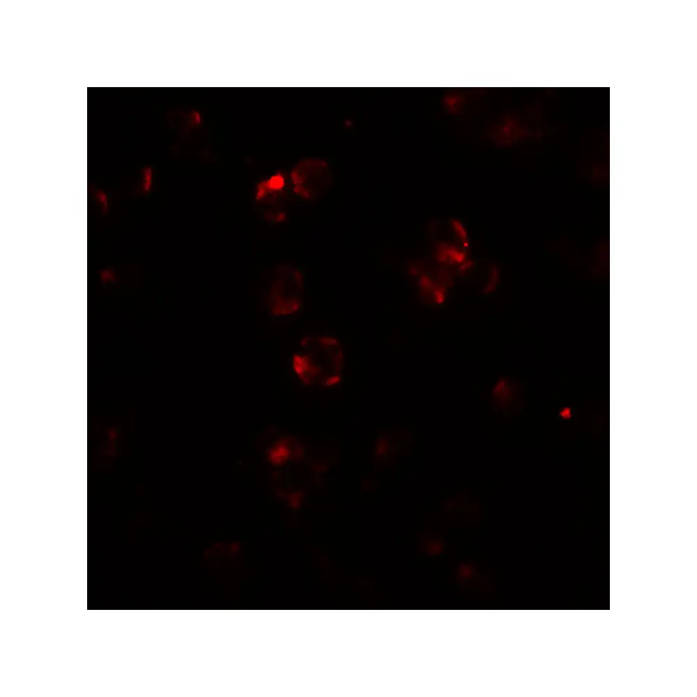 ProSci 6889 ABCA7 Antibody, ProSci, 0.1 mg/Unit Tertiary Image