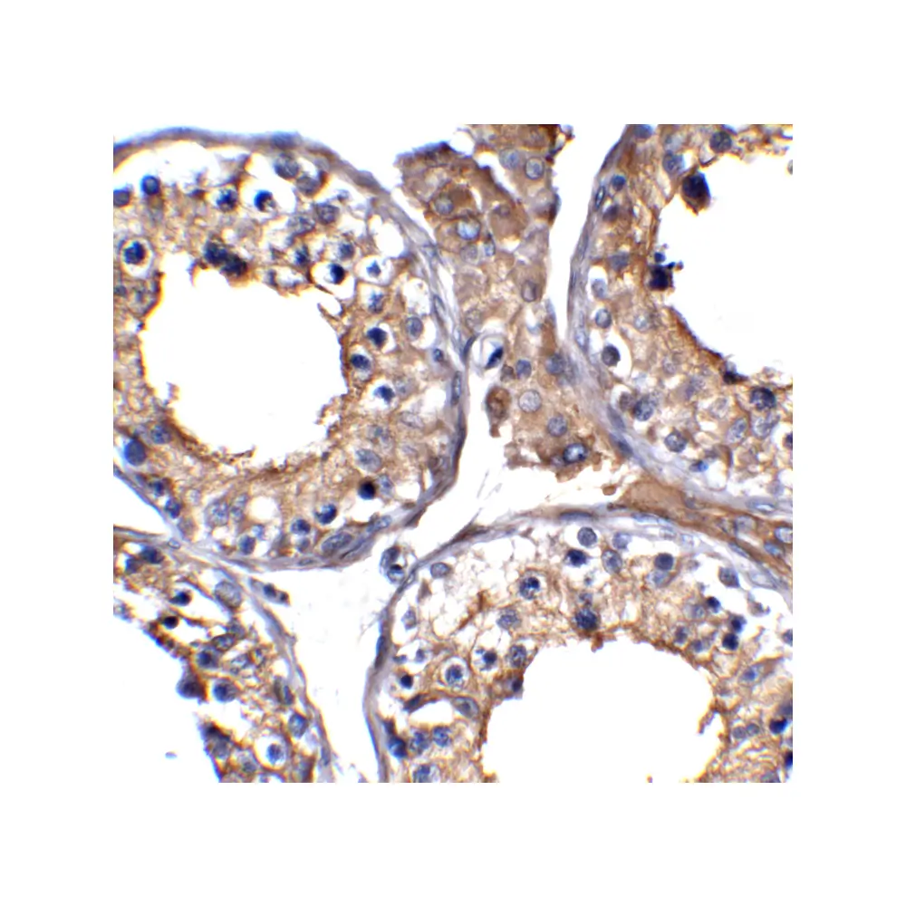 ProSci 3217-biotin ACE2 Antibody (biotin), ProSci, 0.1 mg/Unit Secondary Image
