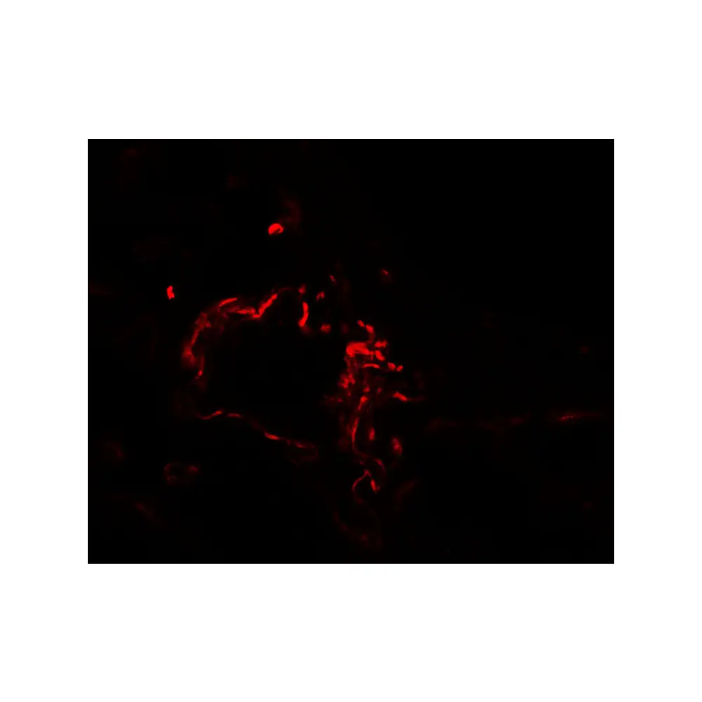 ProSci 7081_S ACSL1 Antibody, ProSci, 0.02 mg/Unit Secondary Image
