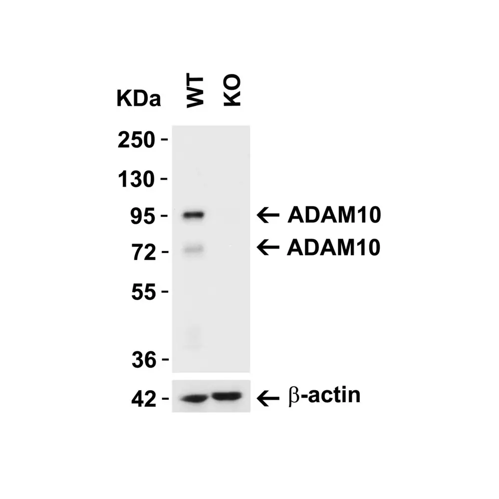 ProSci 2051_S ADAM10 Antibody, ProSci, 0.02 mg/Unit Secondary Image