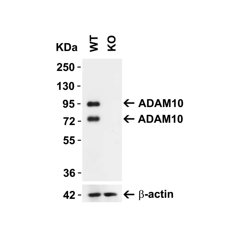 ProSci 2051_S ADAM10 Antibody, ProSci, 0.02 mg/Unit Primary Image