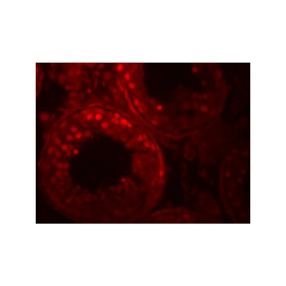 ProSci 8183 ADAM29 Antibody, ProSci, 0.1 mg/Unit Tertiary Image