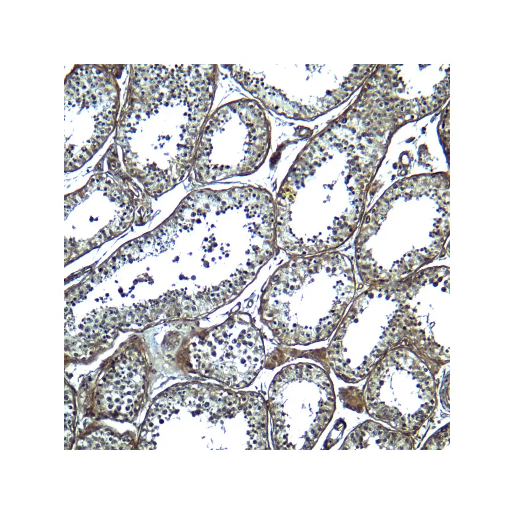 ProSci 8183_S ADAM29 Antibody, ProSci, 0.02 mg/Unit Secondary Image