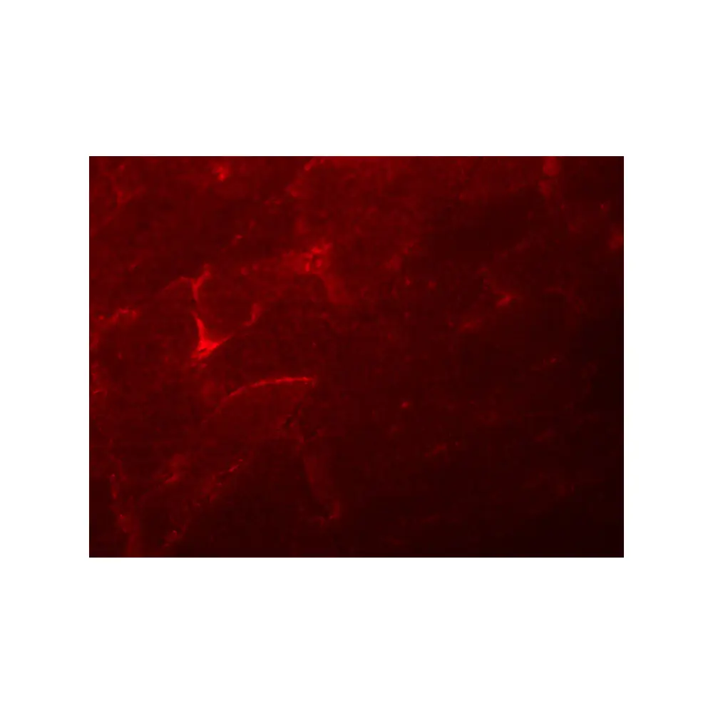 ProSci 5687 ADAMTSL5 Antibody, ProSci, 0.1 mg/Unit Tertiary Image