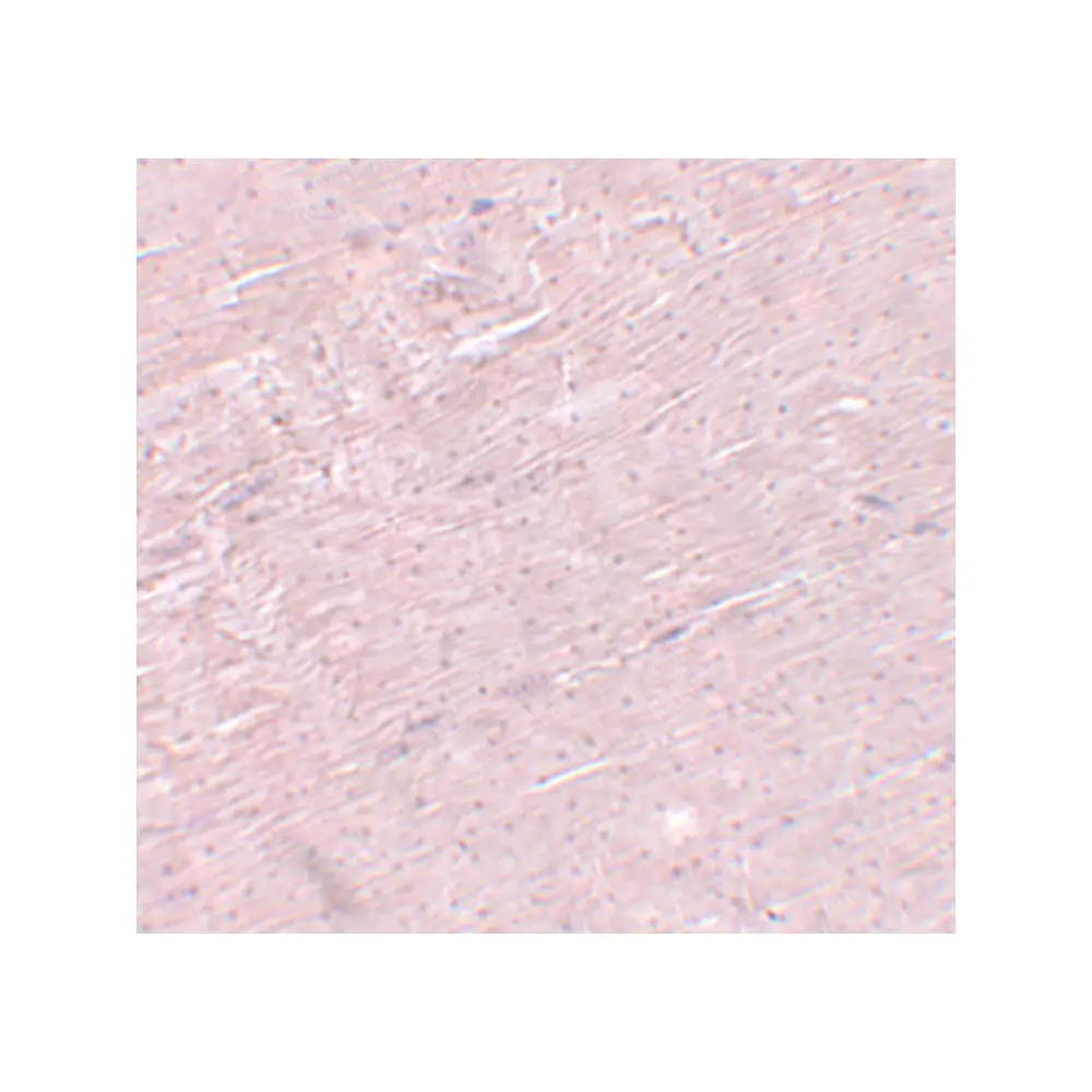 ProSci 5687 ADAMTSL5 Antibody, ProSci, 0.1 mg/Unit Secondary Image