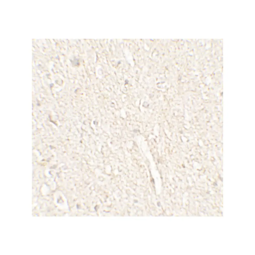 ProSci 7527_S ADROPIN Antibody, ProSci, 0.02 mg/Unit Secondary Image