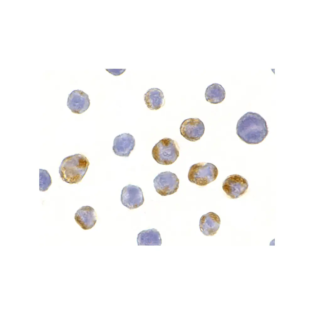 ProSci 3607 AES Antibody, ProSci, 0.1 mg/Unit Secondary Image