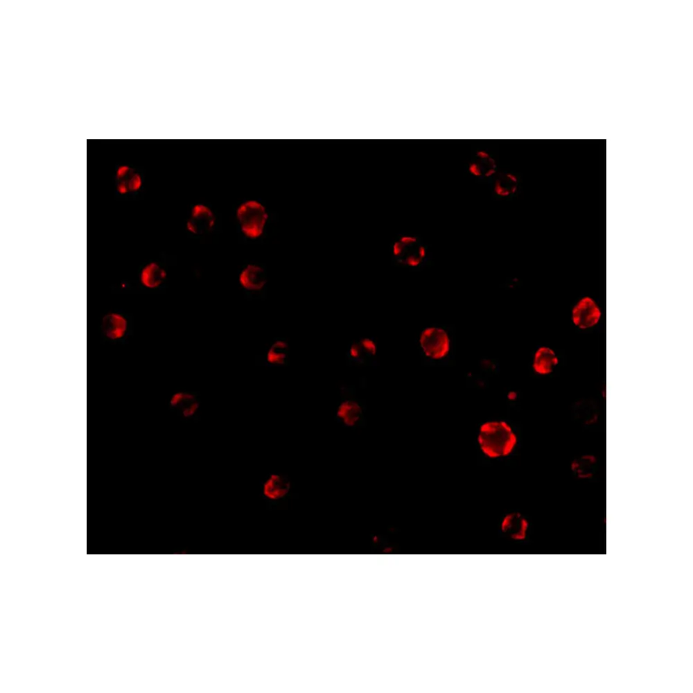 ProSci 3607 AES Antibody, ProSci, 0.1 mg/Unit Tertiary Image