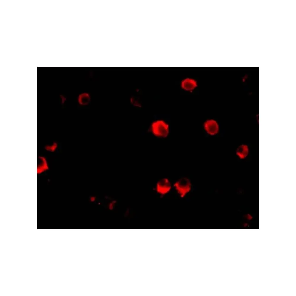 ProSci 3609_S AES Antibody, ProSci, 0.02 mg/Unit Tertiary Image