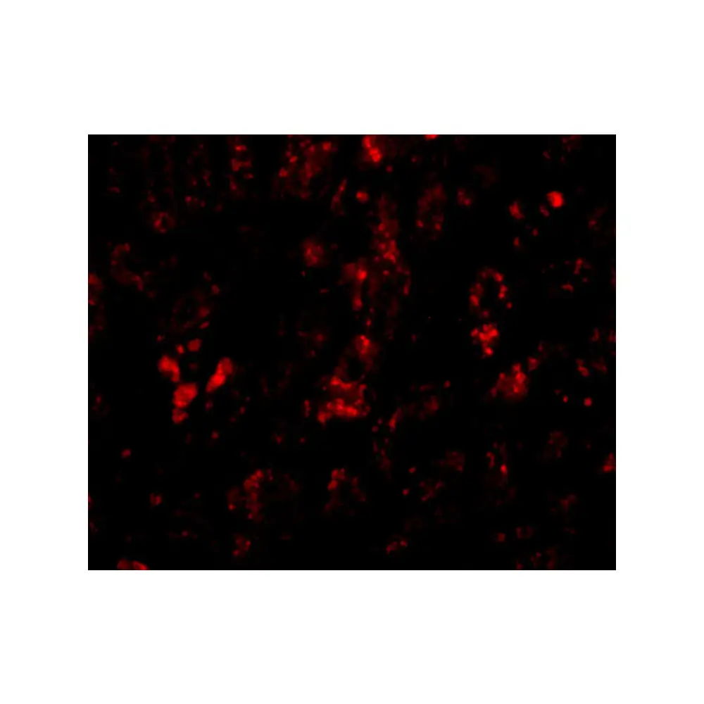 ProSci 5221 AFAP1L2 Antibody, ProSci, 0.1 mg/Unit Tertiary Image
