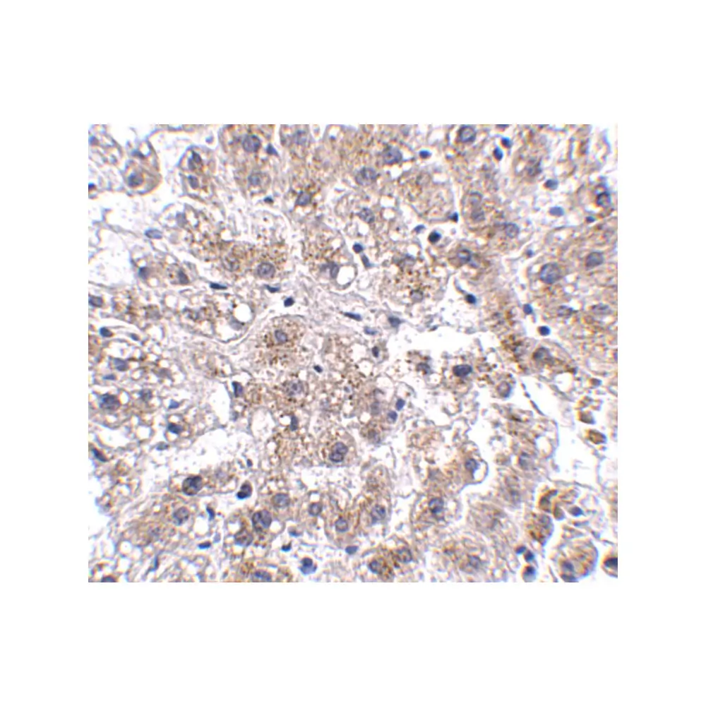 ProSci 5221 AFAP1L2 Antibody, ProSci, 0.1 mg/Unit Secondary Image