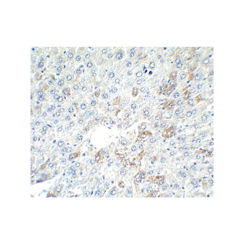ProSci 5869 AFP Antibody, ProSci, 0.1 mg/Unit Secondary Image