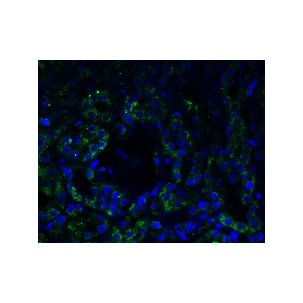 ProSci 5391 AGTR1 Antibody, ProSci, 0.1 mg/Unit Tertiary Image