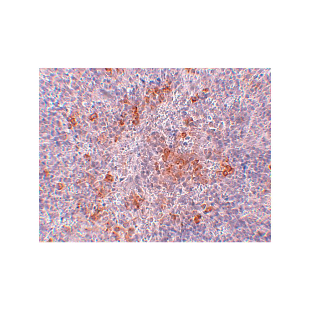 ProSci 5391_S AGTR1 Antibody, ProSci, 0.02 mg/Unit Secondary Image