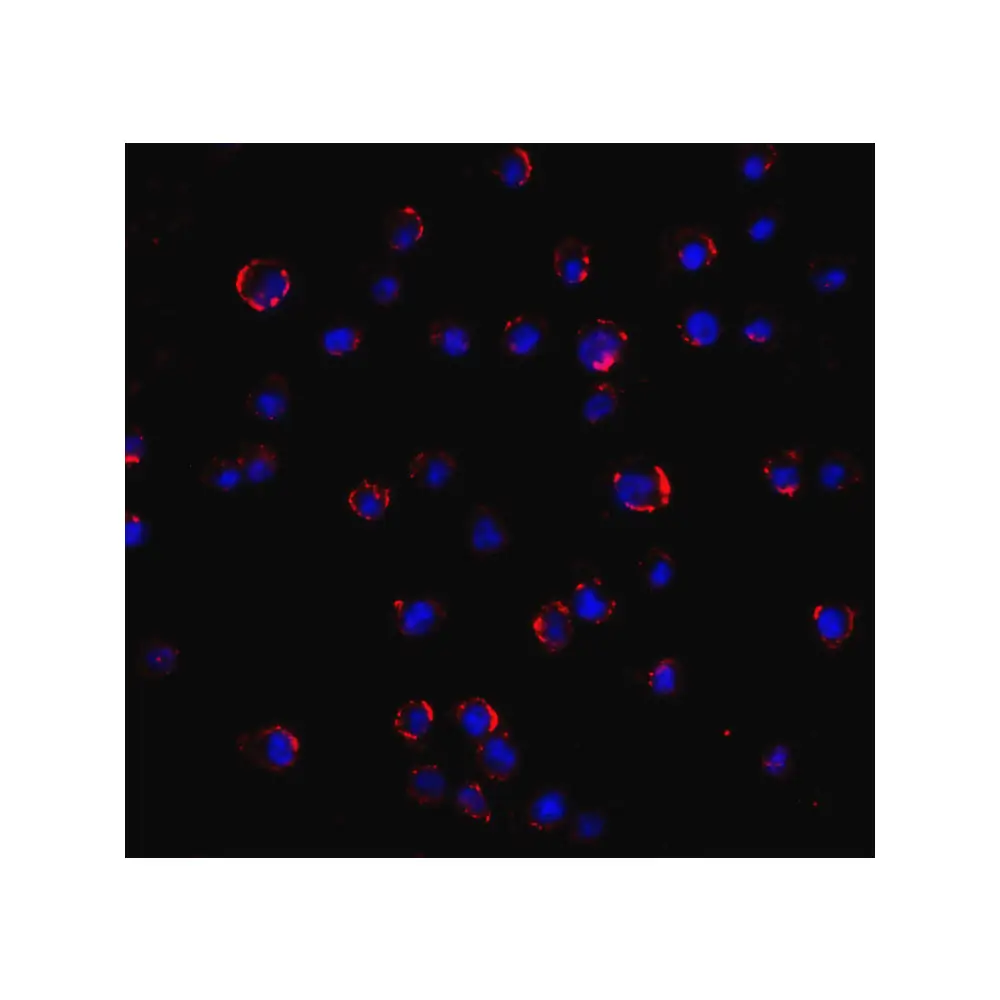 ProSci 5393_S AGTR2 Antibody, ProSci, 0.02 mg/Unit Quaternary Image