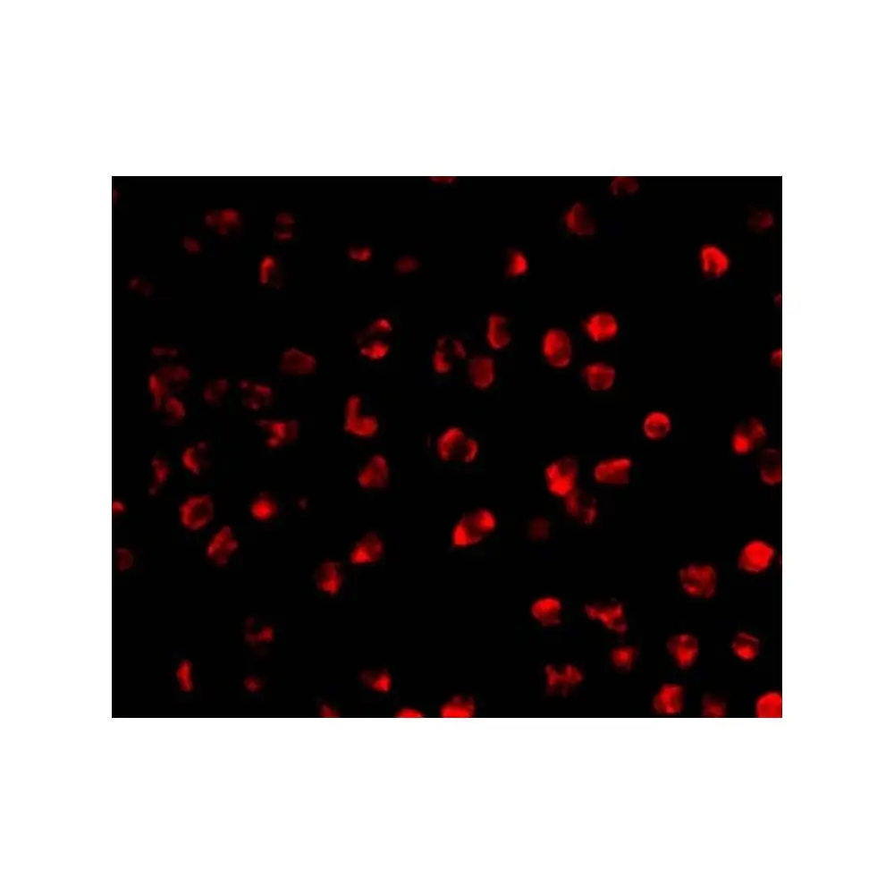 ProSci 3091 AID Antibody, ProSci, 0.1 mg/Unit Tertiary Image