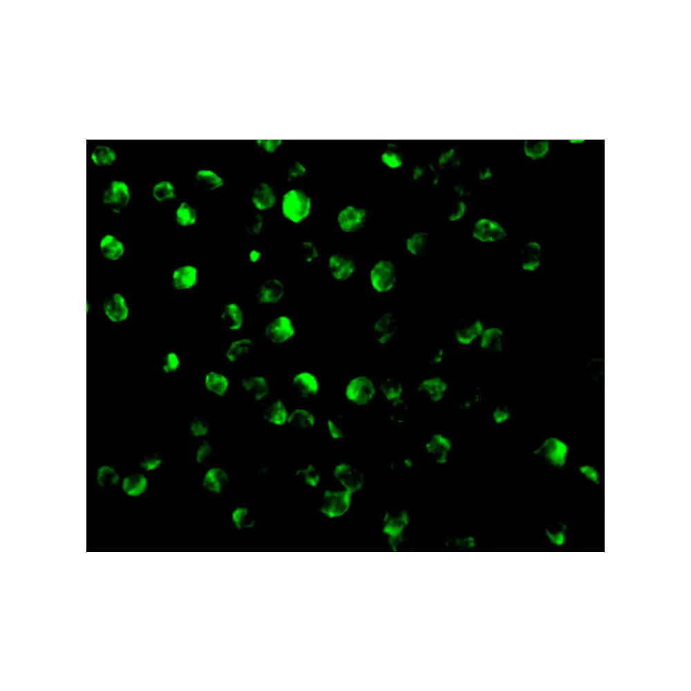 ProSci 2239 AIF Antibody, ProSci, 0.1 mg/Unit Tertiary Image