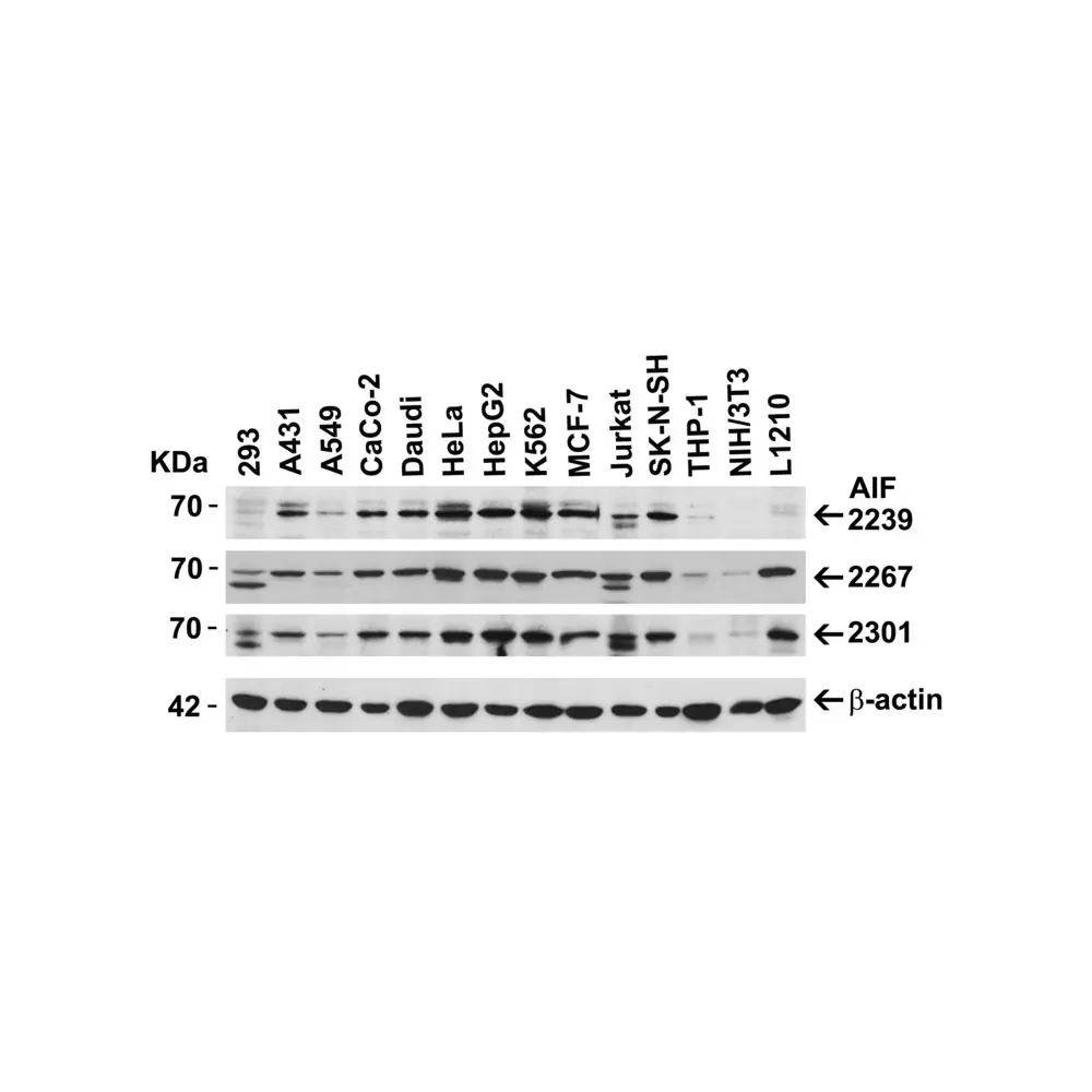 ProSci 2239_S AIF Antibody, ProSci, 0.02 mg/Unit Secondary Image