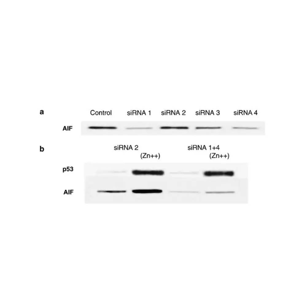 ProSci 2239_S AIF Antibody, ProSci, 0.02 mg/Unit Quaternary Image