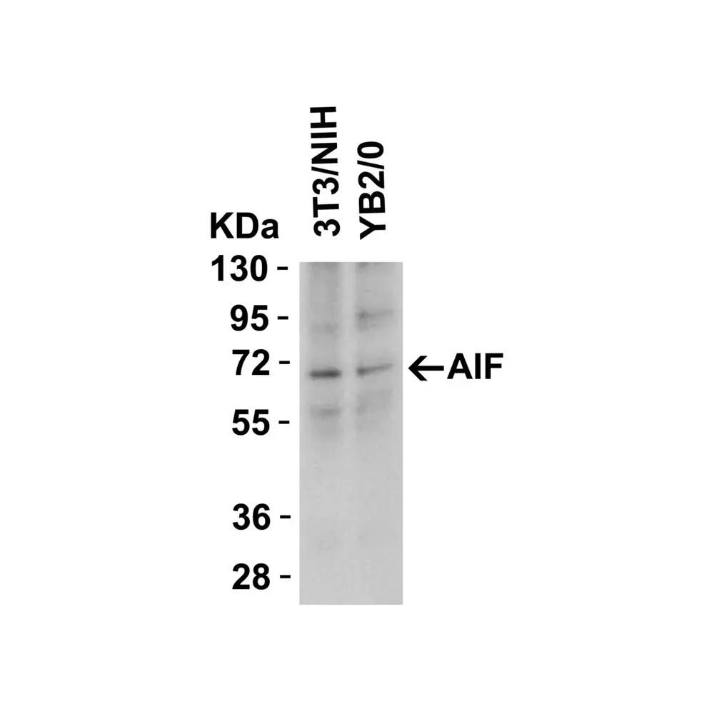 ProSci 2301_S AIF Antibody, ProSci, 0.02 mg/Unit Tertiary Image