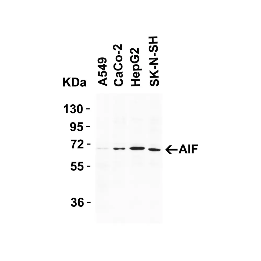 ProSci 2239 AIF Antibody, ProSci, 0.1 mg/Unit Primary Image