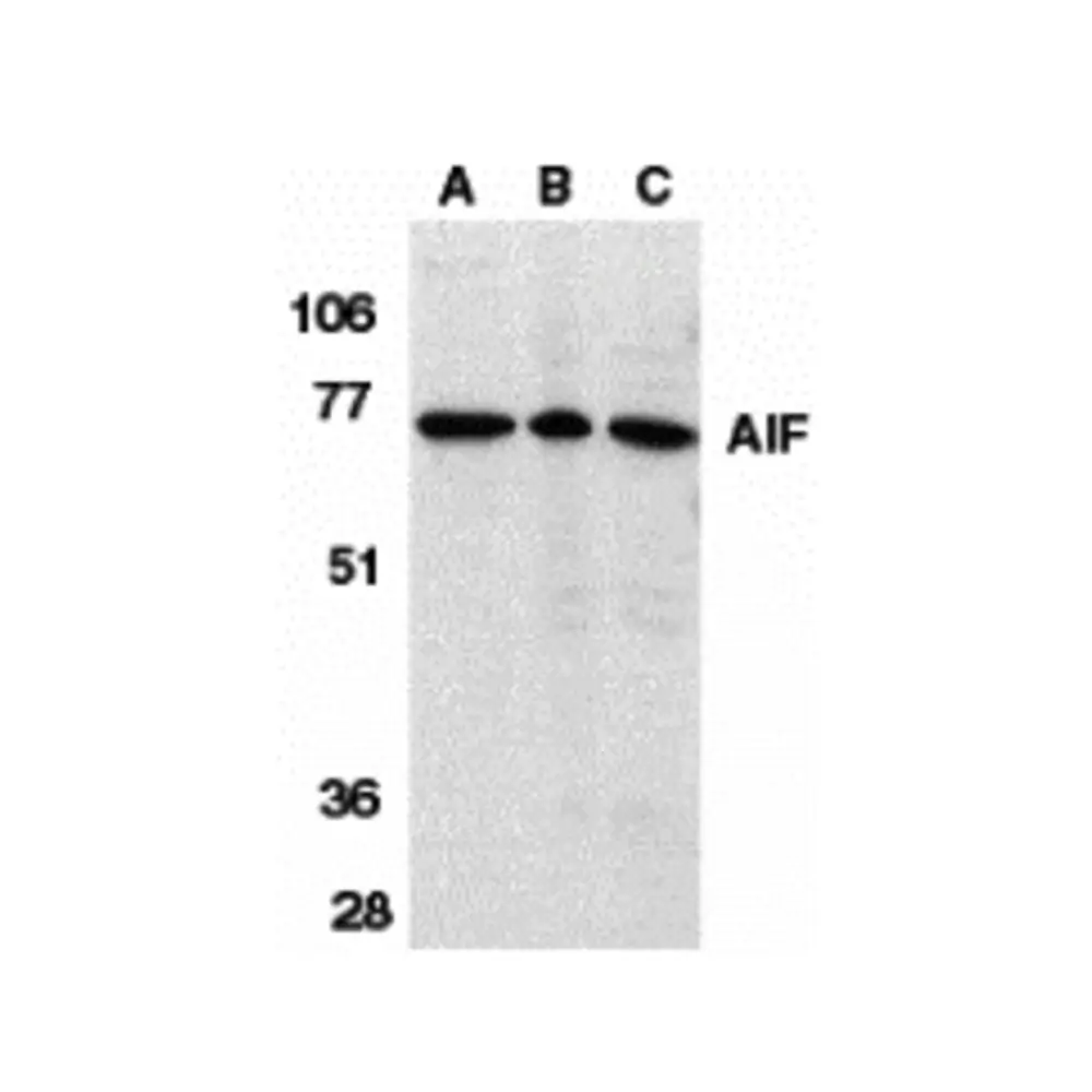ProSci 2267_S AIF Antibody, ProSci, 0.02 mg/Unit Primary Image